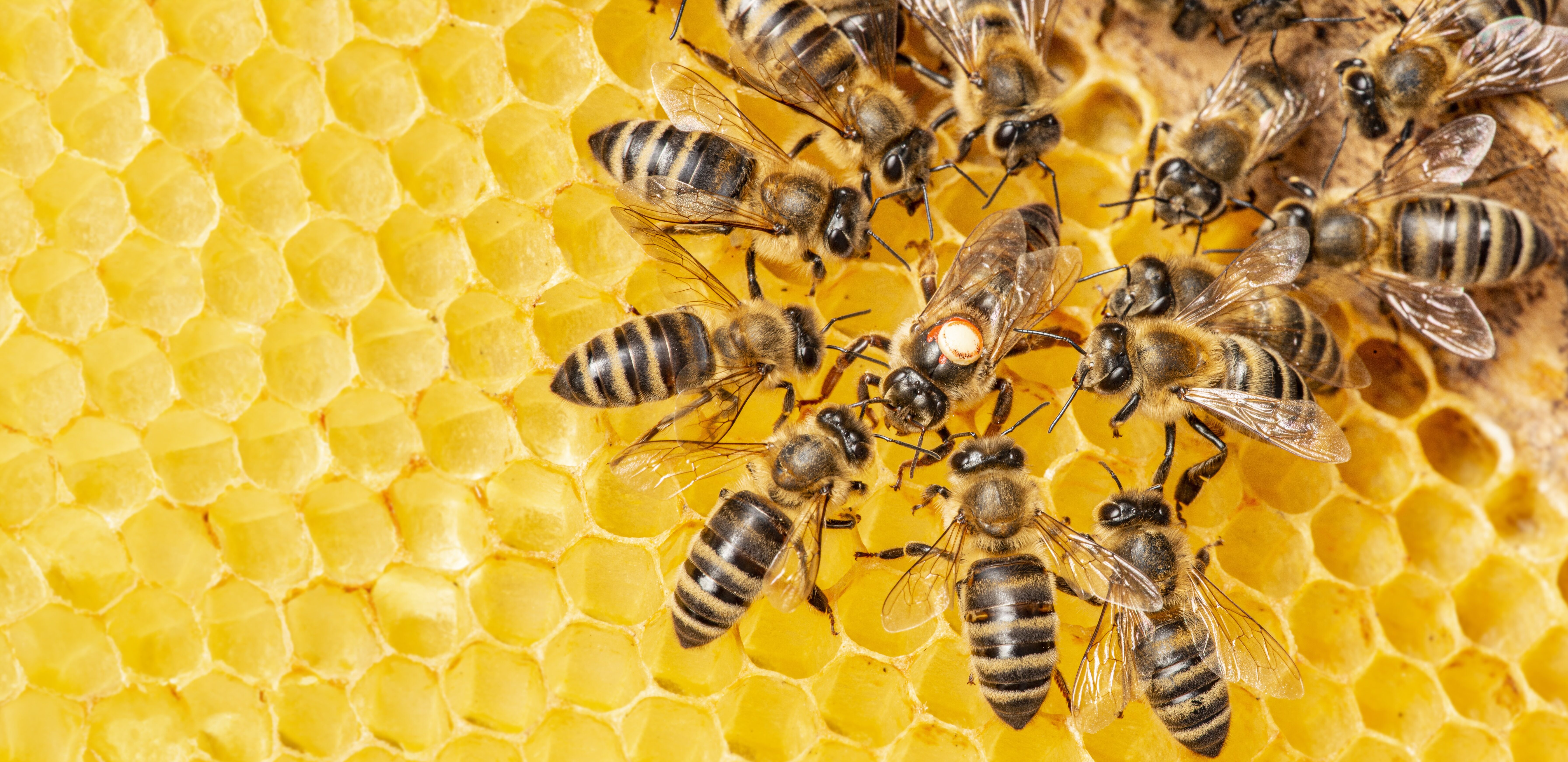 bees working together to make honey within a honeycomb visual metaphor for community artist-run initiatives