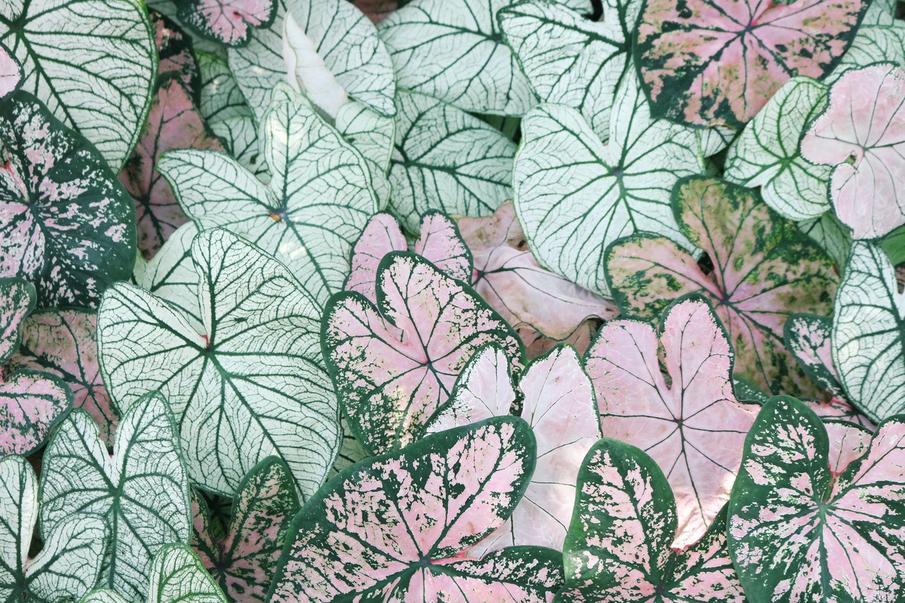 AestheticPhoto Leaves