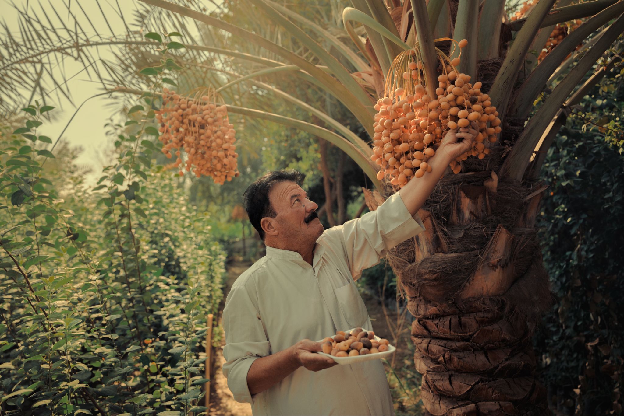 Man inspecting and picking dates from a palm tree in a sunlit orchard