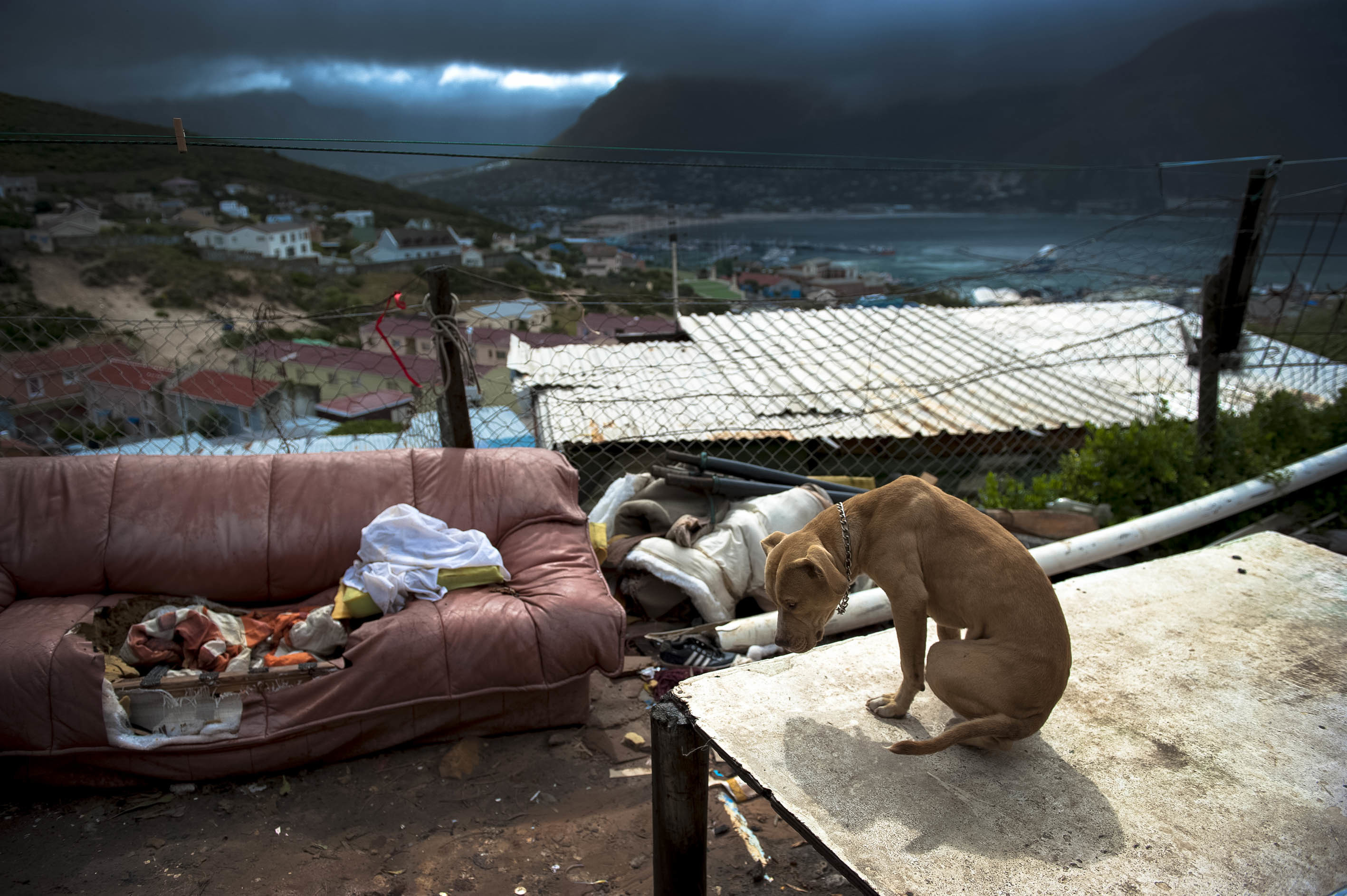 Hangberg_Dog_DH_2673