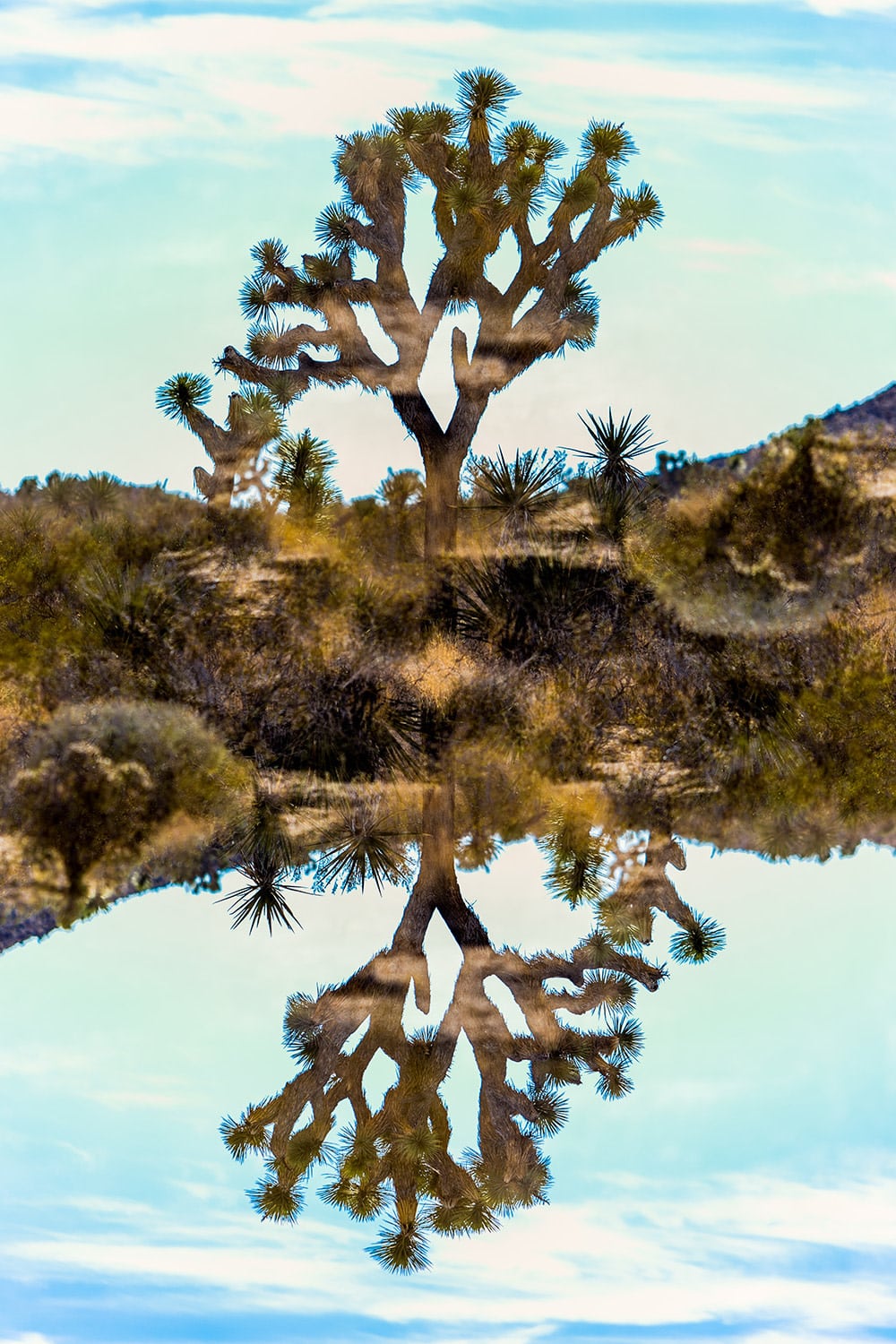 JoshuaTree-37