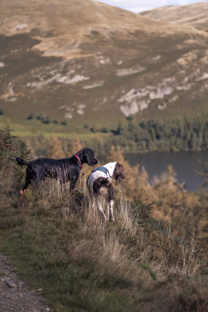 Kacey Lyngaas photographie de deux chiens surplombant une vallée