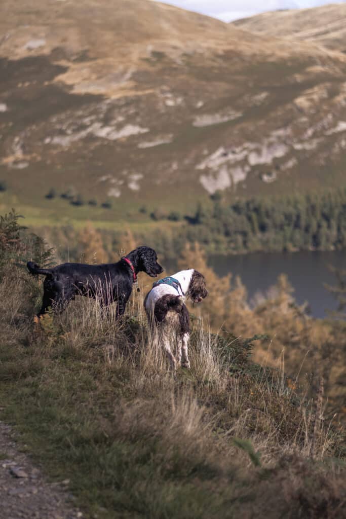 Kacey Lyngaa fotografia de dois cães com vista para um vale