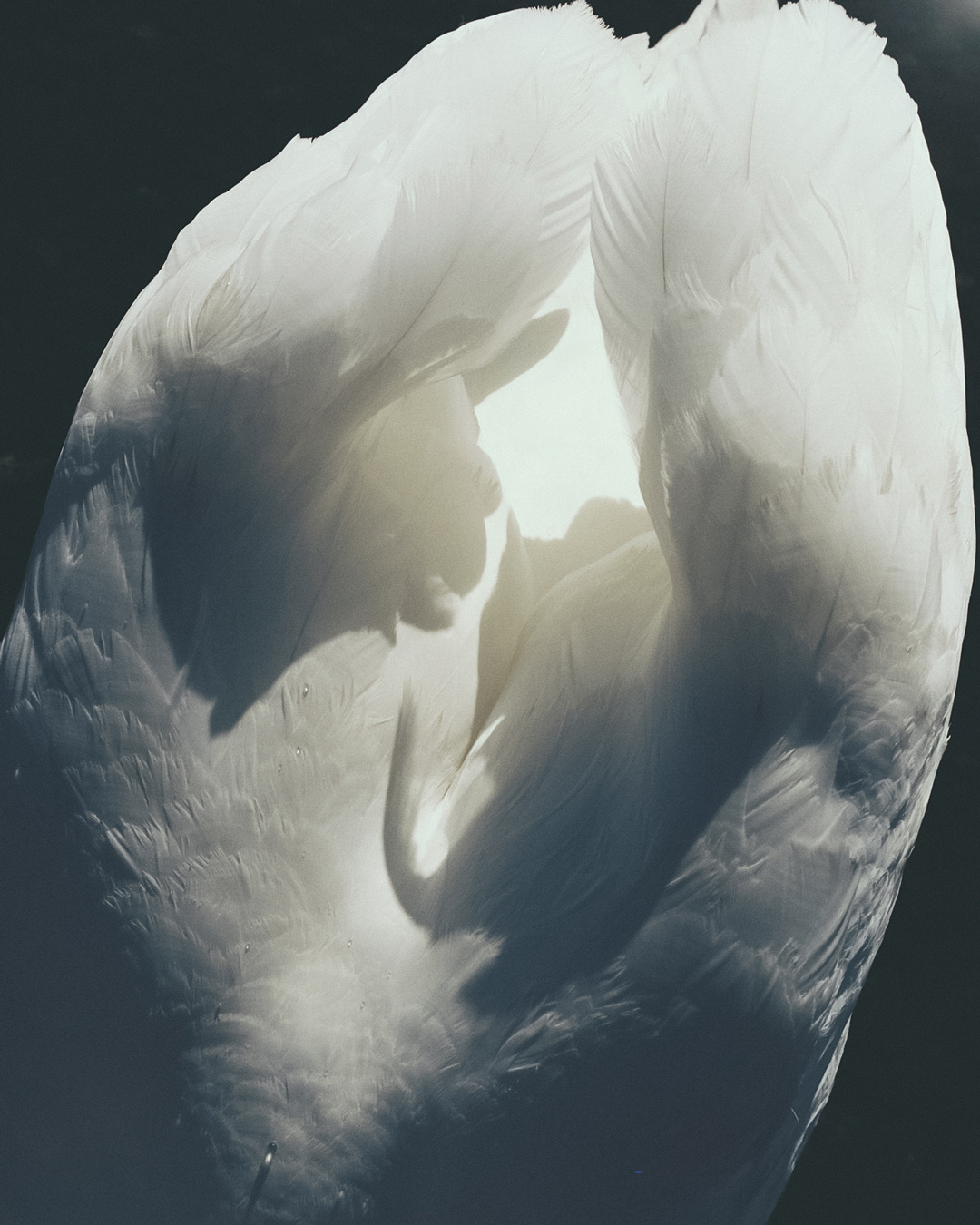 Close-up of a swan's white feathers, with the curve of its neck visible. The background is dark, contrasting with the bright feathers. Photo by Ko Okamoto.