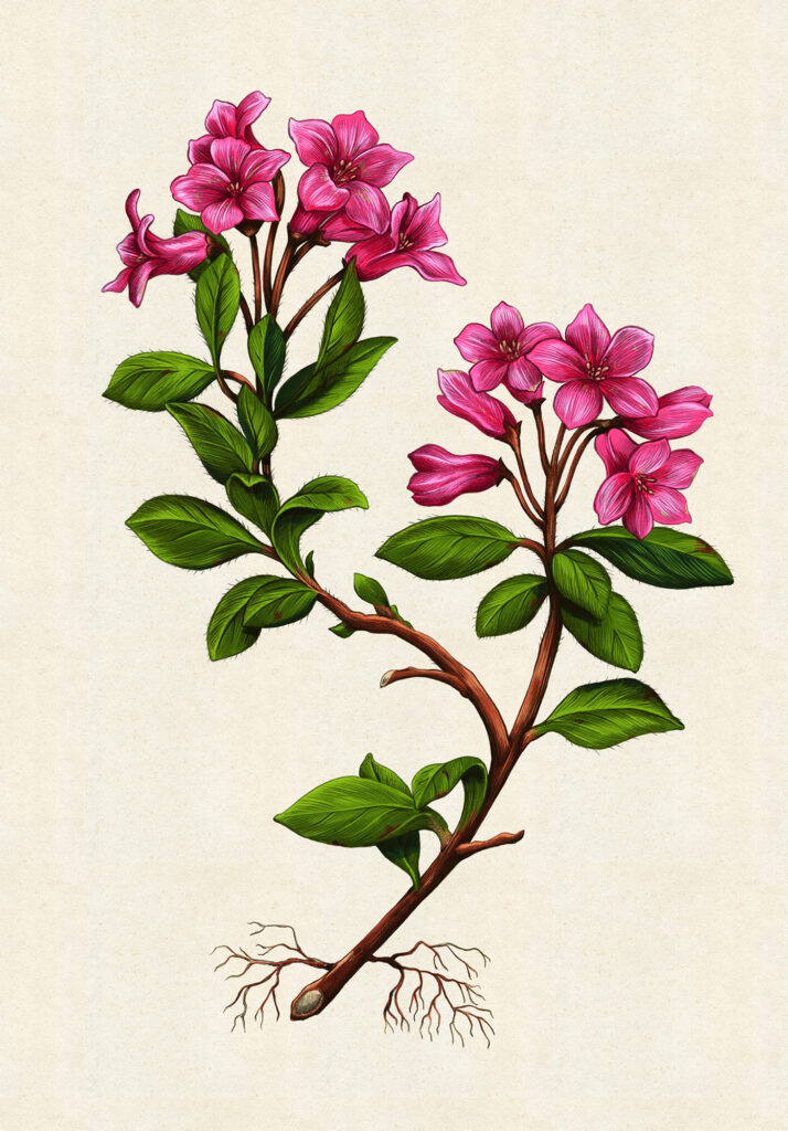 A detailed botanical illustration depicts a flowering plant with vibrant pink, trumpet-shaped blossoms, green leaves, and a brown stem showing exposed roots at the bottom against a textured beige background.