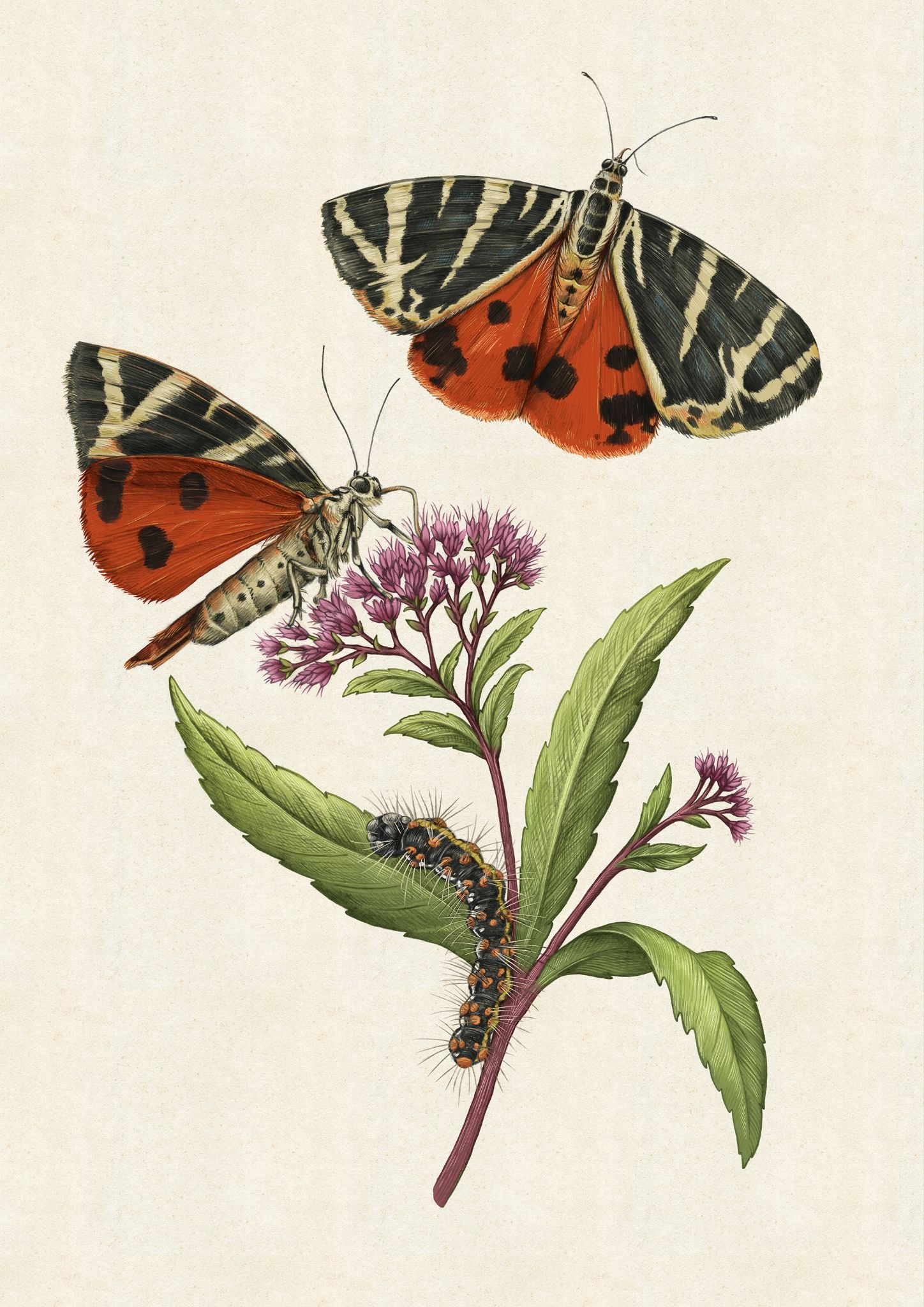 A detailed botanical illustration depicts two Jersey tiger moths with black-and-yellow striped forewings and bright orange-red hindwings, one flying and the other feeding on pink wildflowers, while a spiky black and orange caterpillar crawls on the green leaves below.