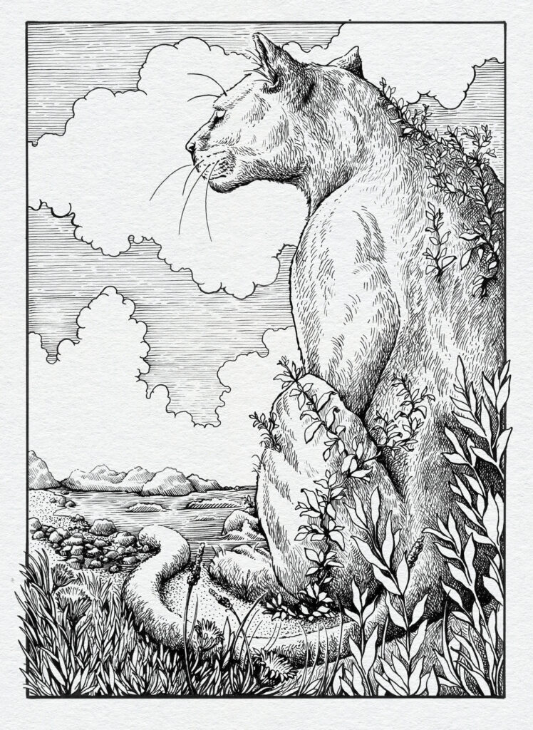 A black and white ink illustration of a large cougar sitting in profile amidst leafy plants, looking out over a rocky shoreline and distant mountains under a cloudy sky.