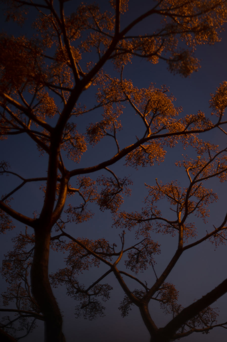 Una toma desde un ángulo bajo capta la silueta de un árbol con hojas doradas sobre un cielo azul intenso y crepuscular. Las ramas se extienden hacia arriba, creando una intrincada red de líneas y formas. Fotografía de Marcia Simoes.
