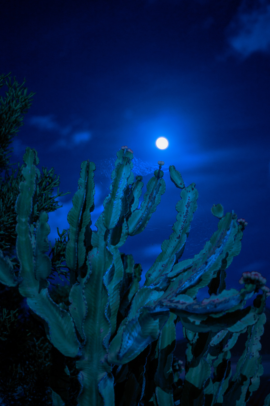 Un alto cactus verde destaca sobre un cielo nocturno azul oscuro, iluminado por una brillante luna llena. Entre los brazos del cactus se ve una delicada tela de araña. Fotografía de Marcia Simoes.