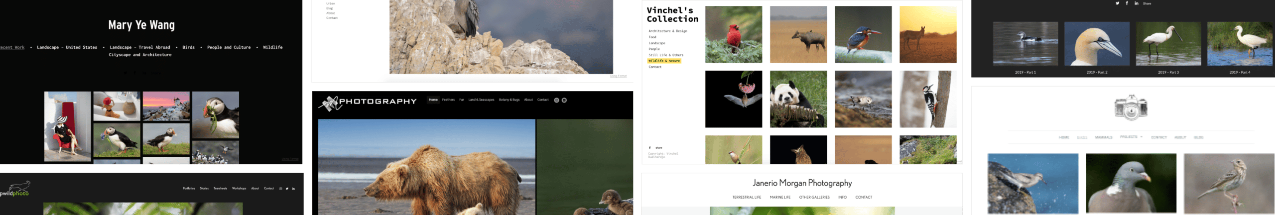 wildlife-photography Portfolio Collage