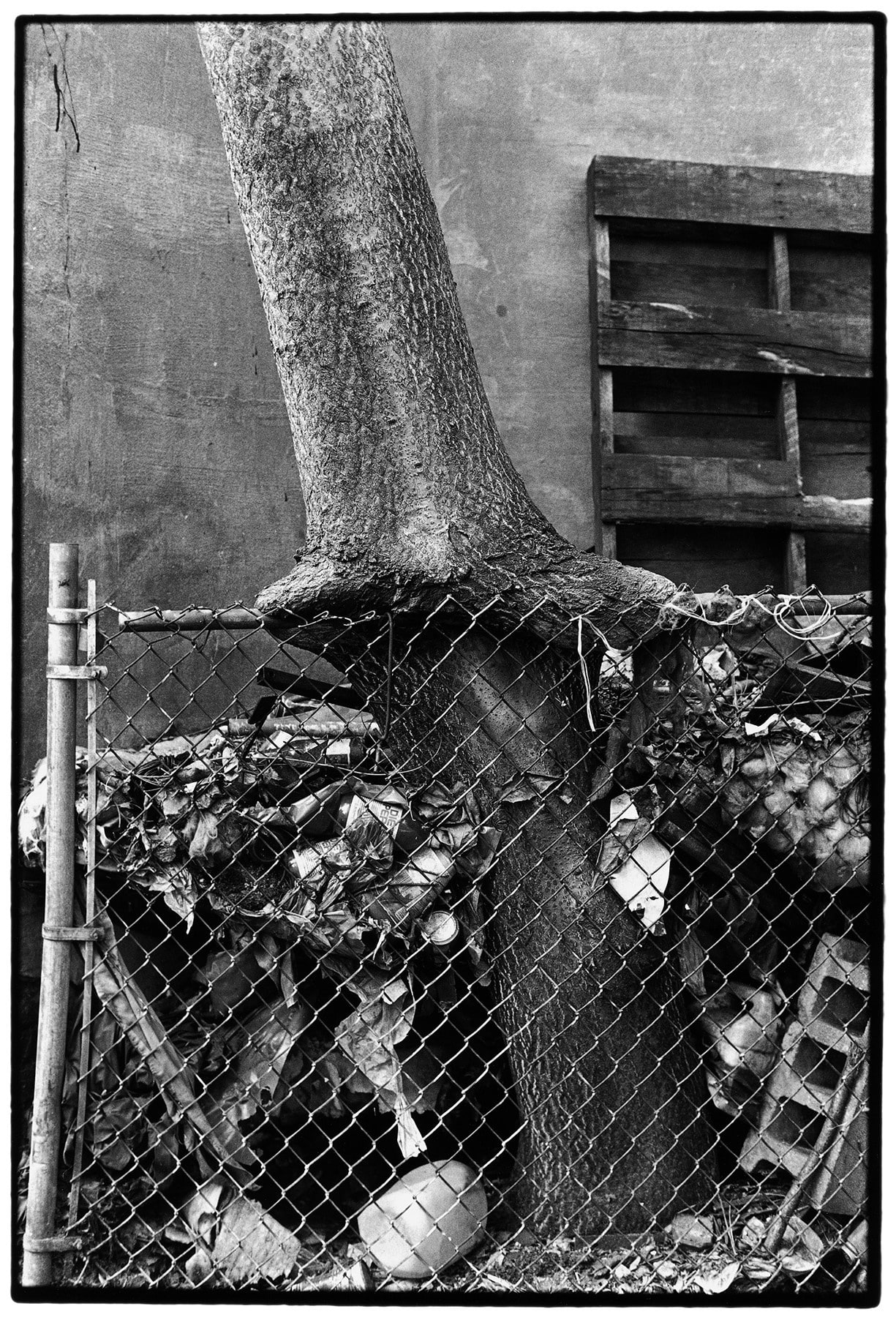 Zoe_Leonard_Tree_and_Fence