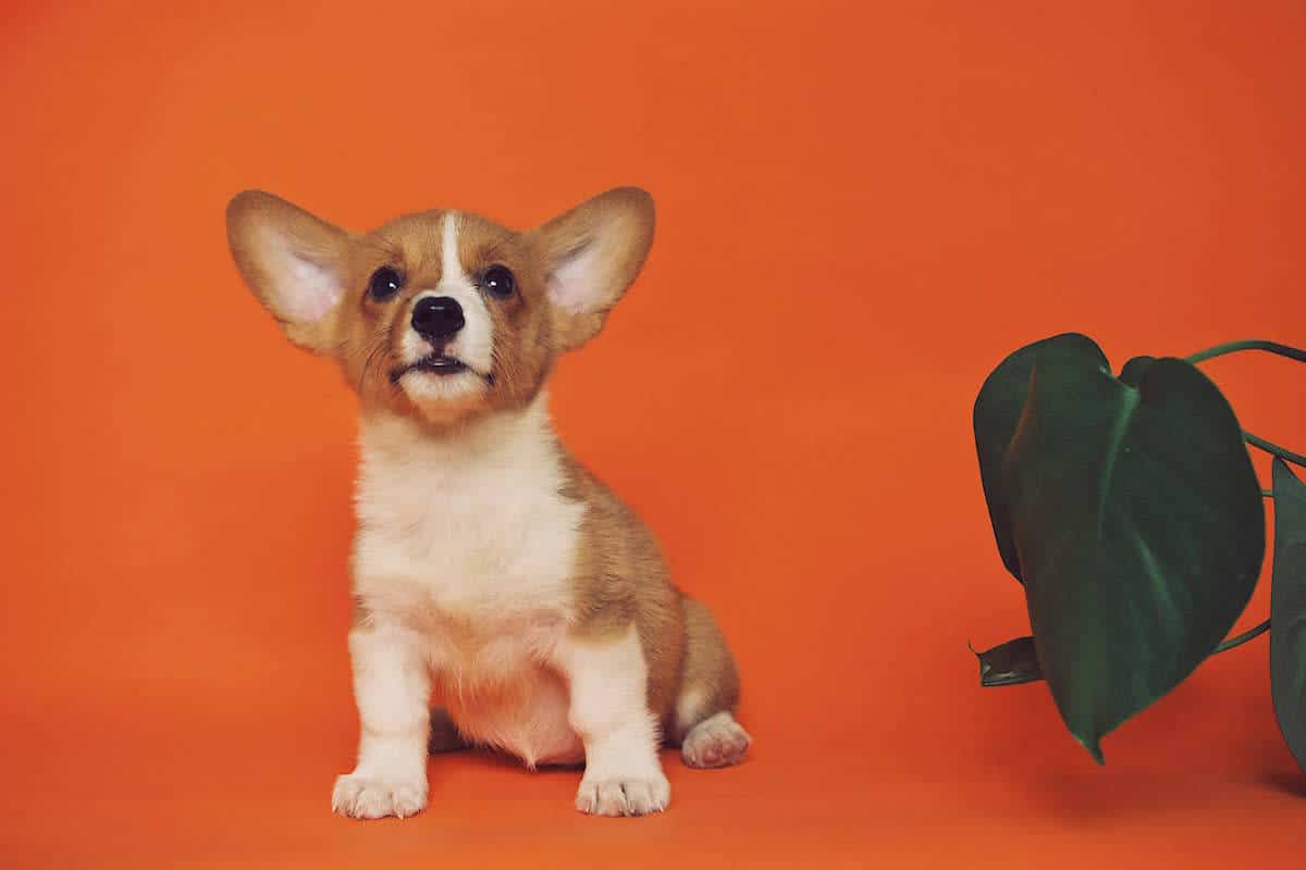 Ein Leitfaden für zusätzliches Geld mit Tierporträts