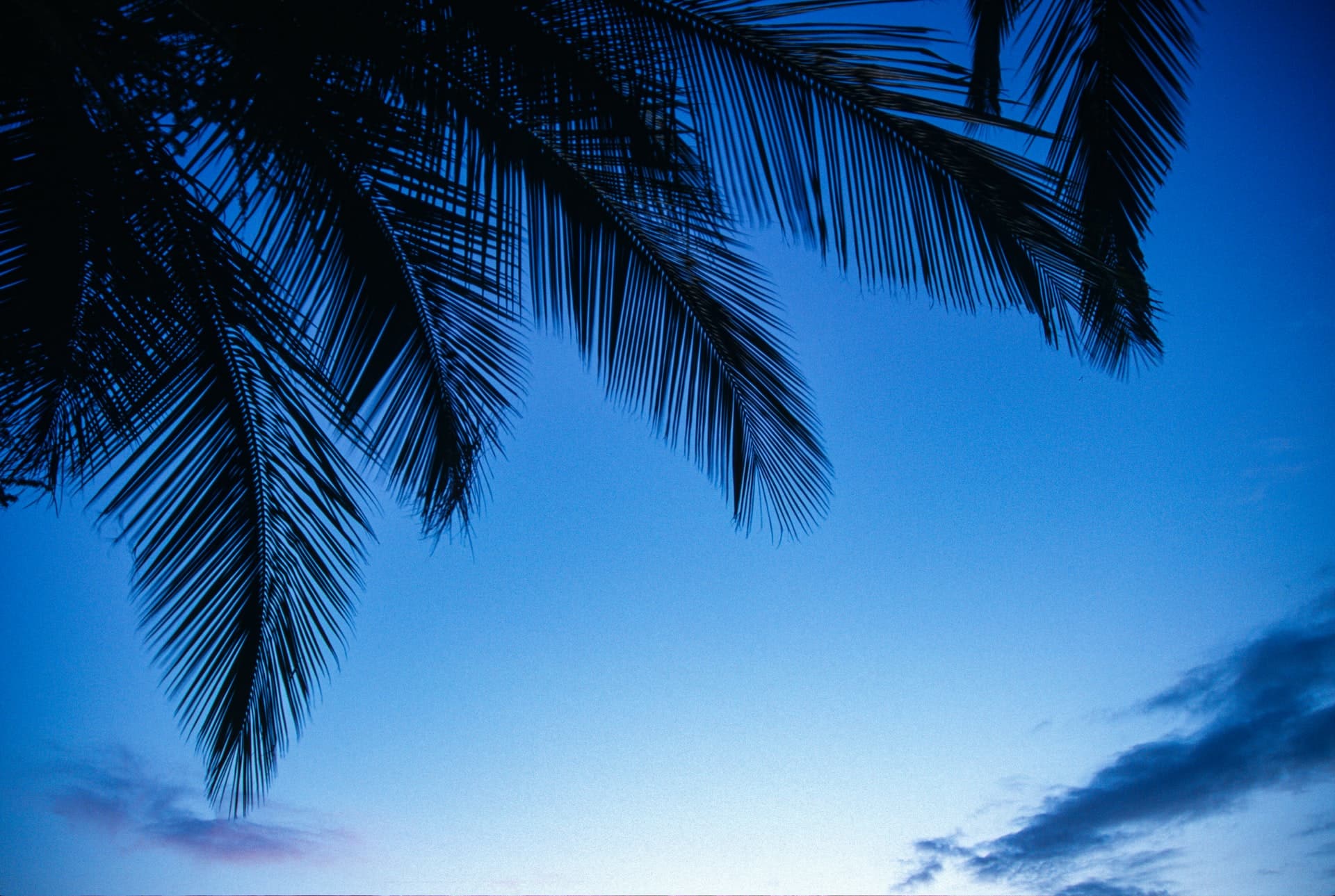 blue hour photography tree