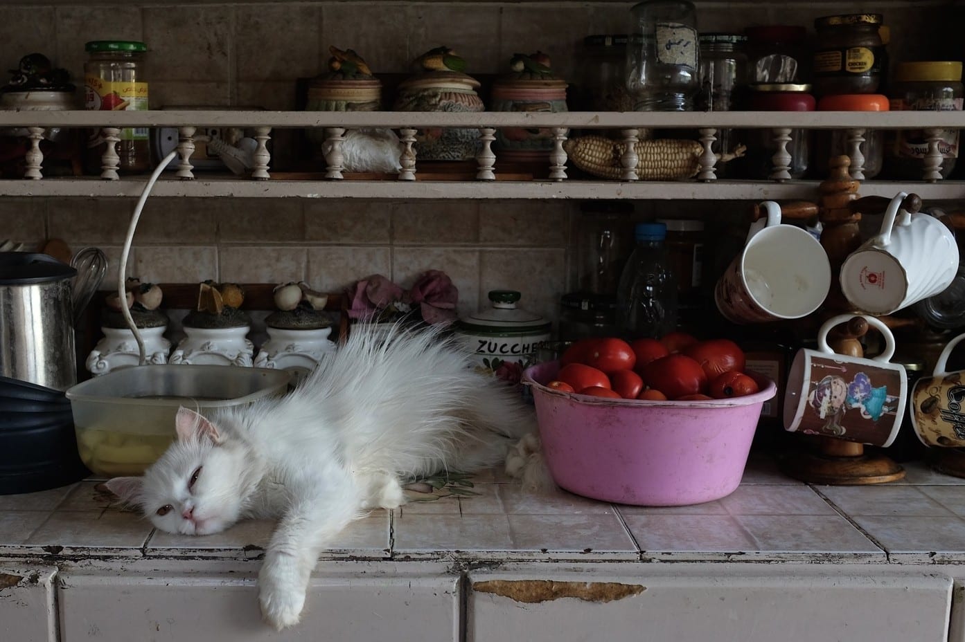 Photographer Erica Canepa’s ‘The Cat Lady of the Nile’