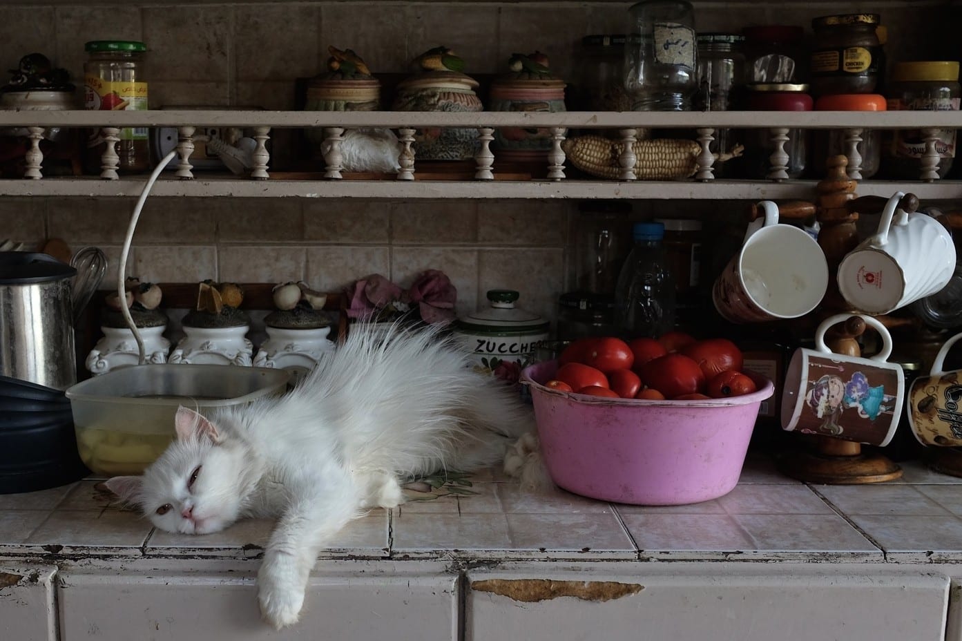 La Dama Gato del Nilo" de la fotógrafa Erica Canepa