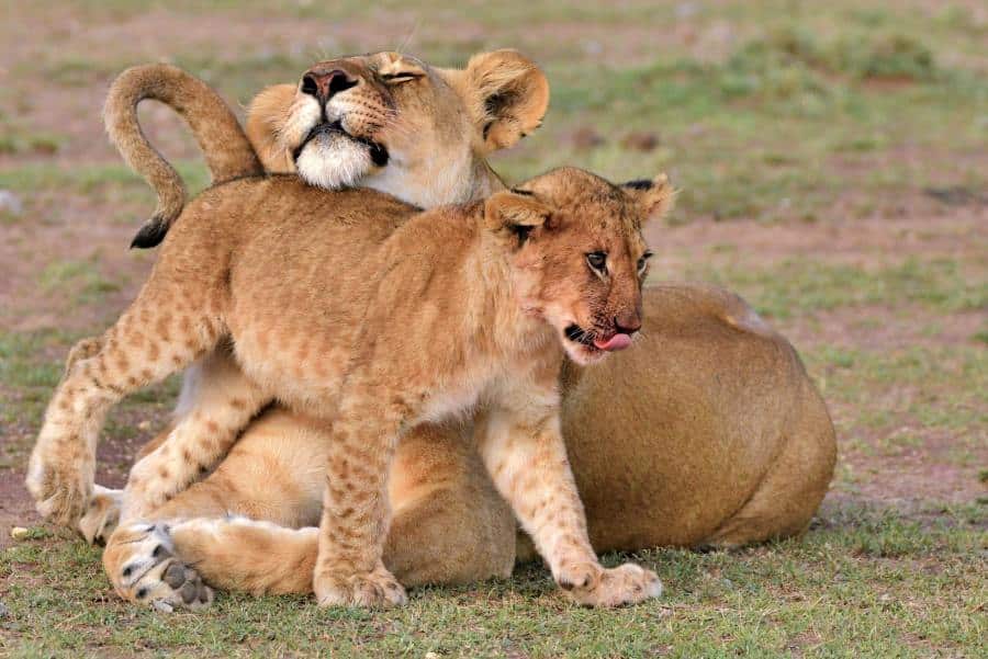 Lioness and cub - Photo by Catherine Merlin