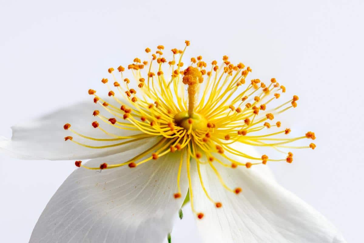 38 Macro Photography Ideas To Shoot at Home