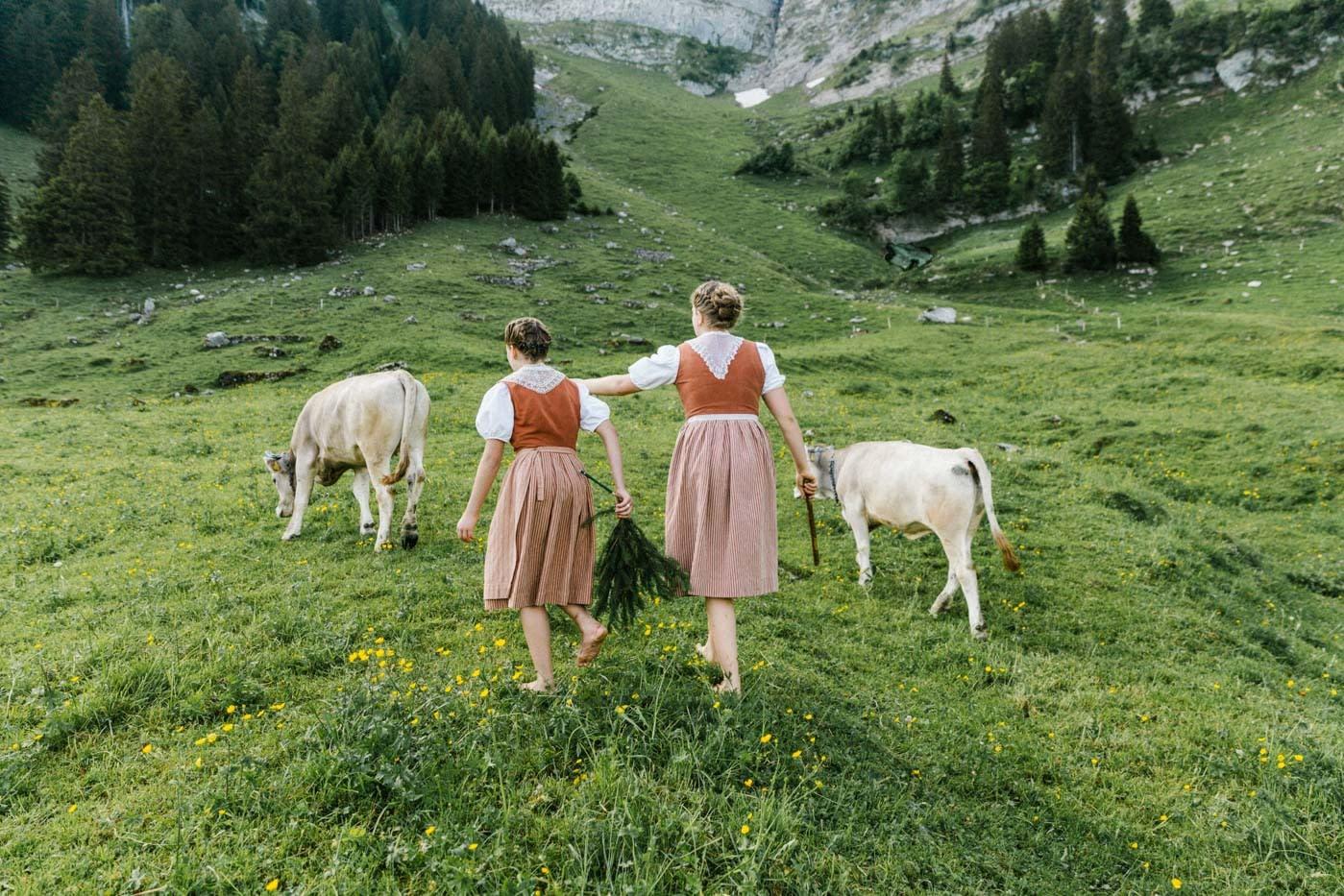 Conduite du bétail suisse : Le rituel alpin du retour des vaches à la maison