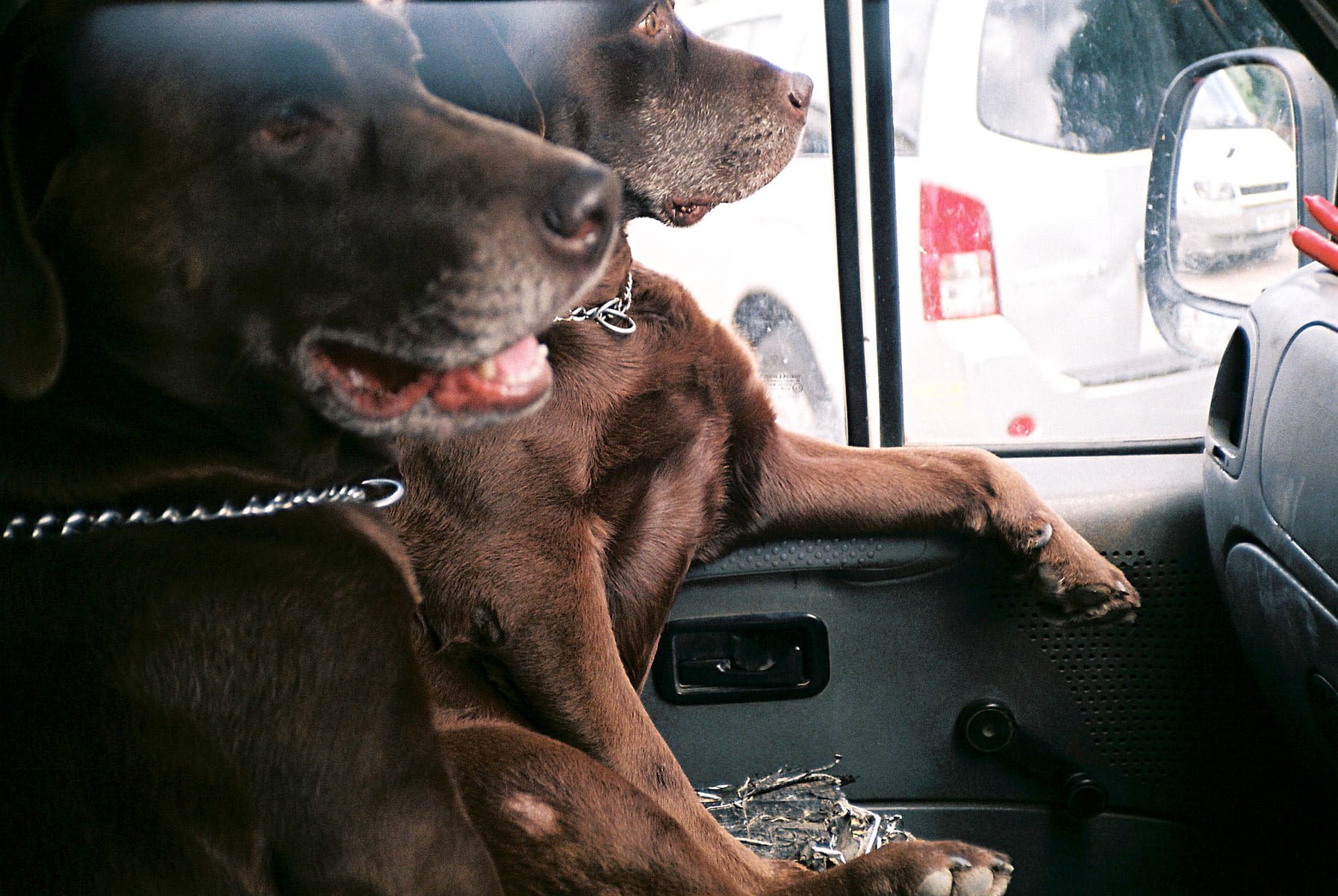 retratos de cães-4