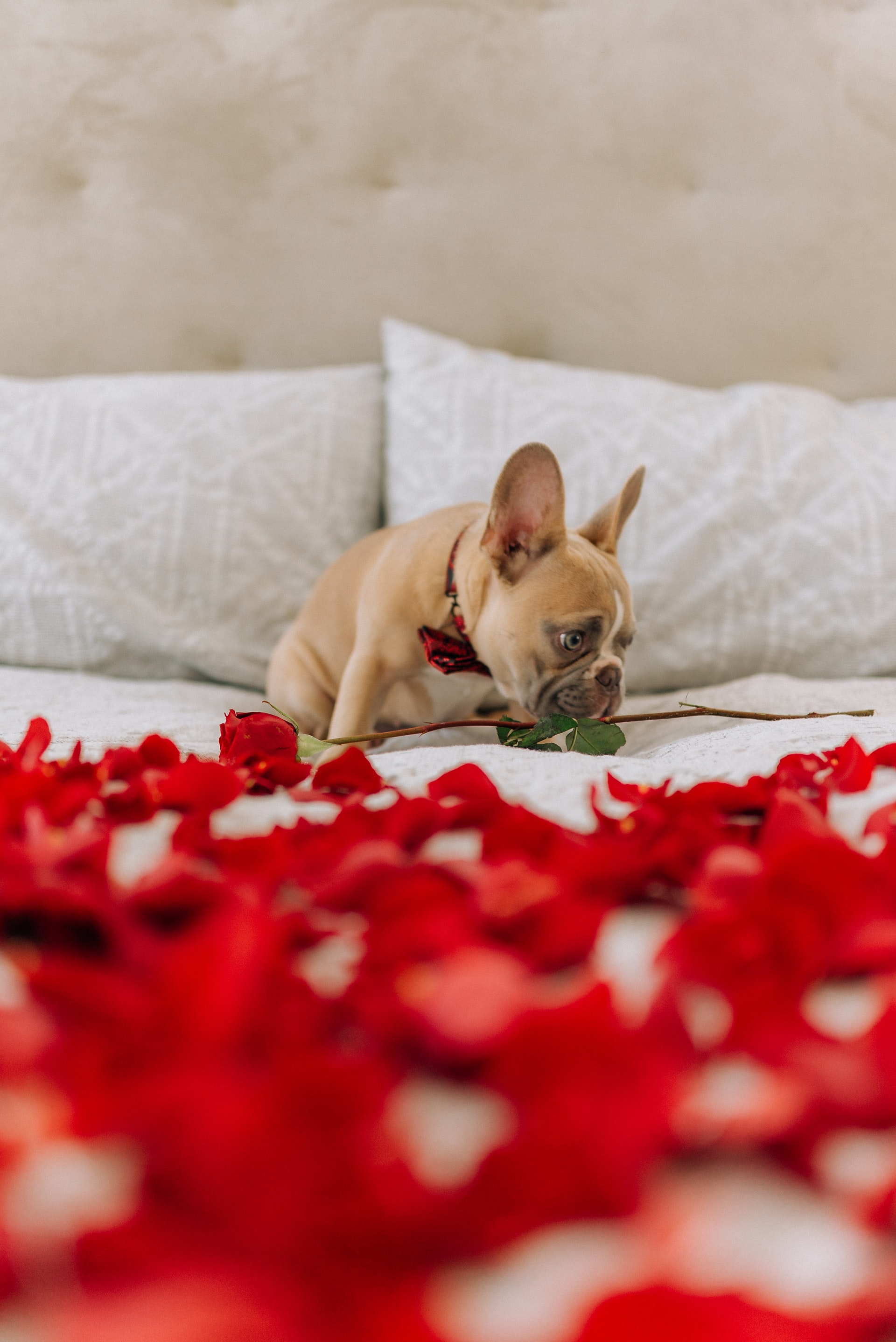 Cachorro na cama com pétalas de flores