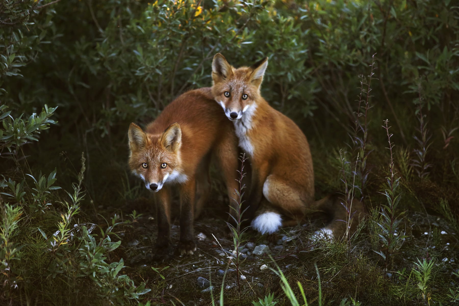 Técnicas fotográficas de la vida salvaje: Guía ética para fotografiar la naturaleza