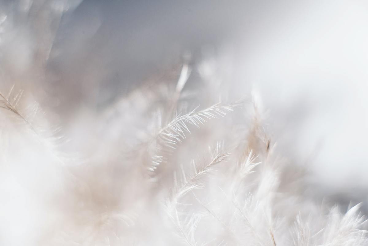 macro shot of white feathers