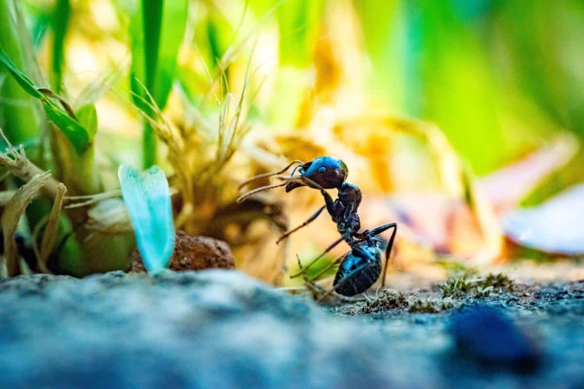 Macrofotografía de una hormiga