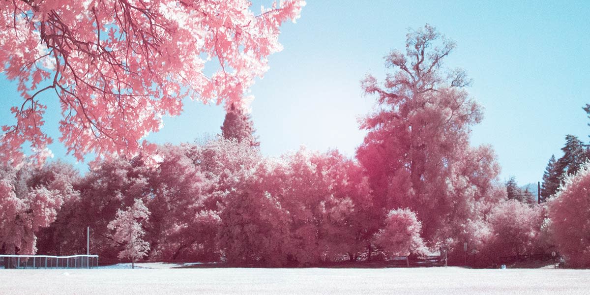 imagem de paisagem infravermelha com árvores cor-de-rosa