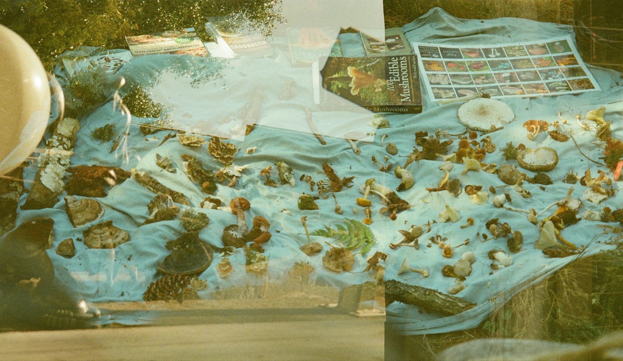 Double-exposed foraging scene with wild mushrooms and identification guides