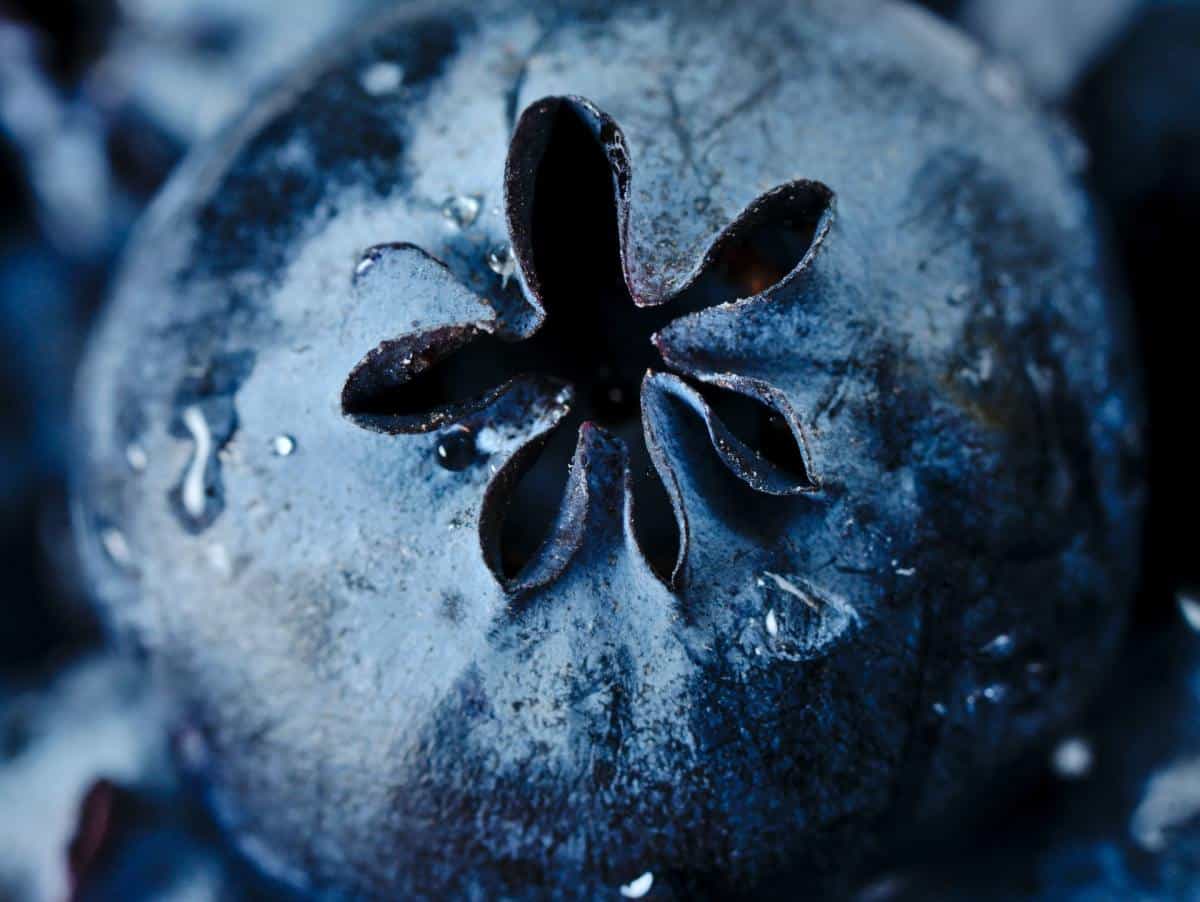 close up of a blueberry