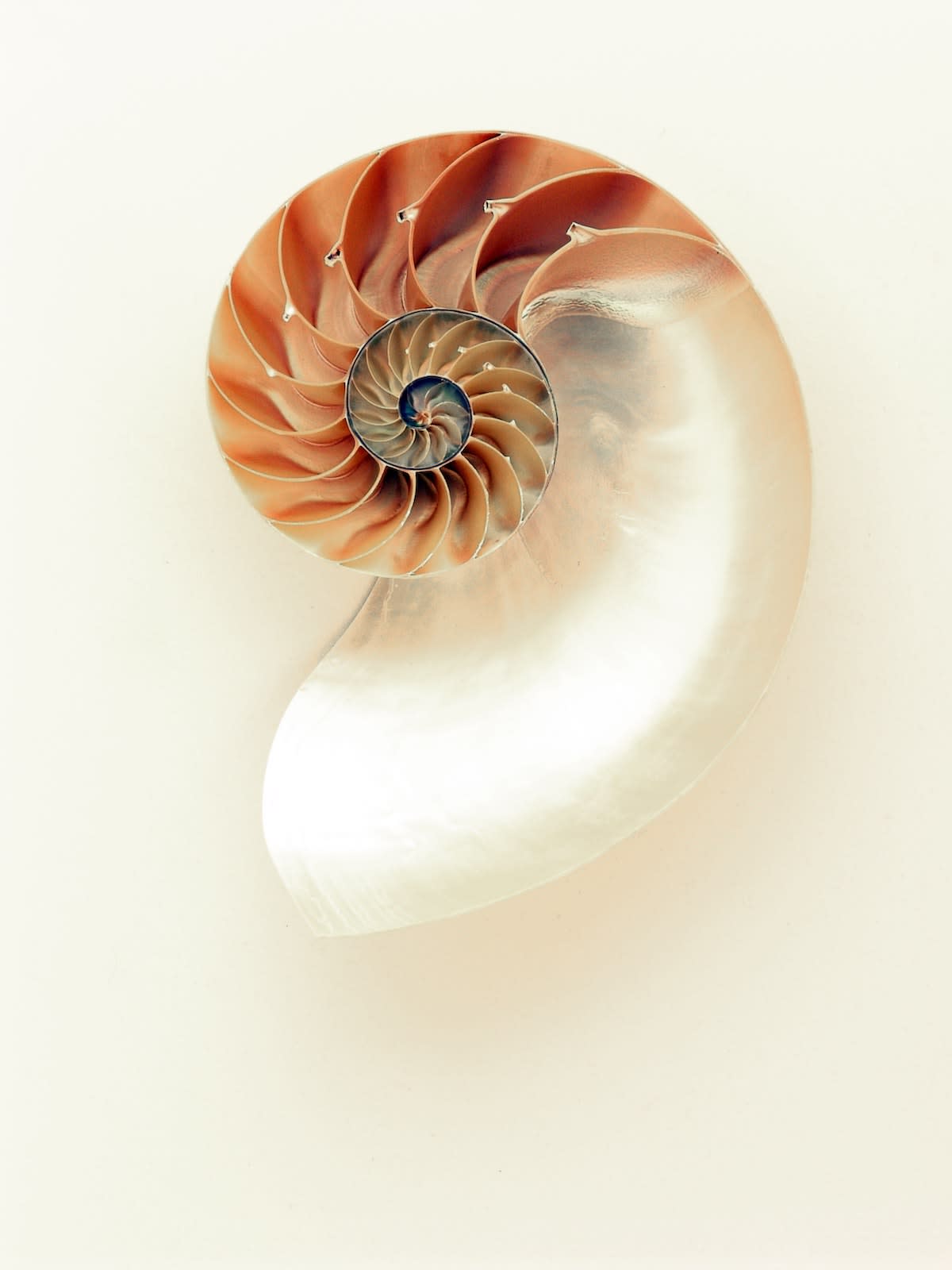 molusco-mãe-da-pérola-nautilus-33234