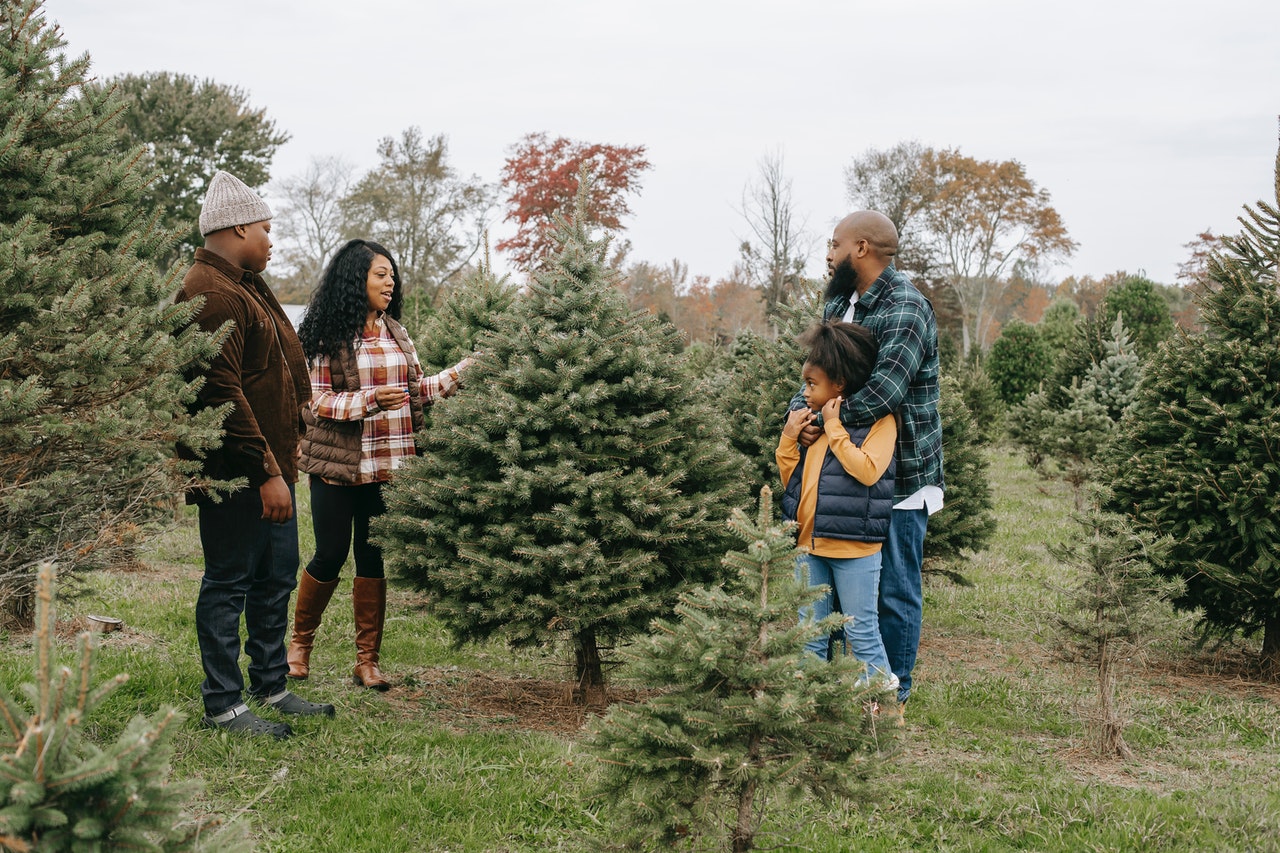 Famille choisissant un arbre de Noël