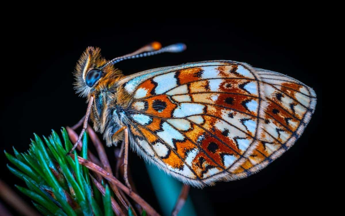 O guia para iniciantes em fotografia macro