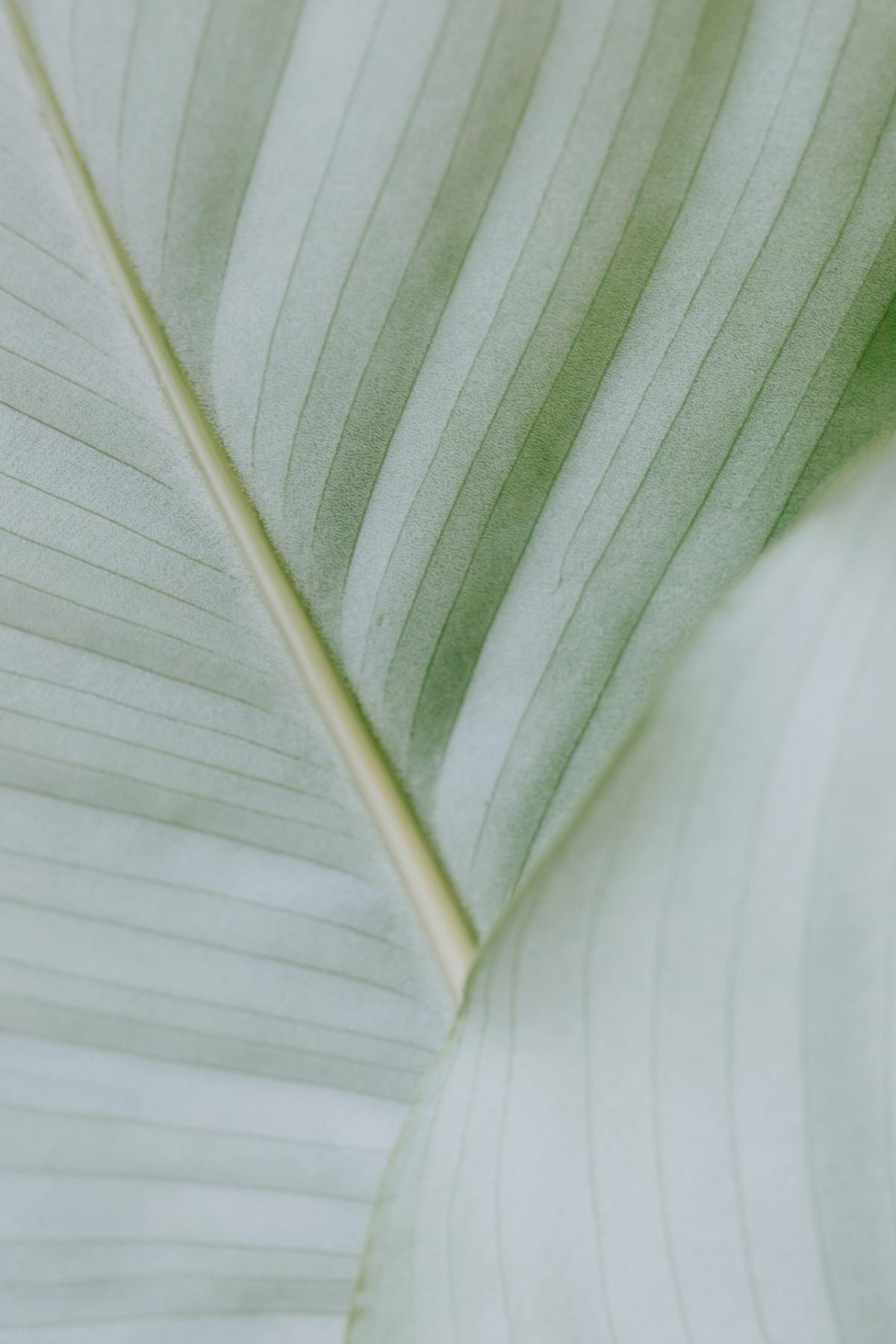 macrophotographie d'une feuille