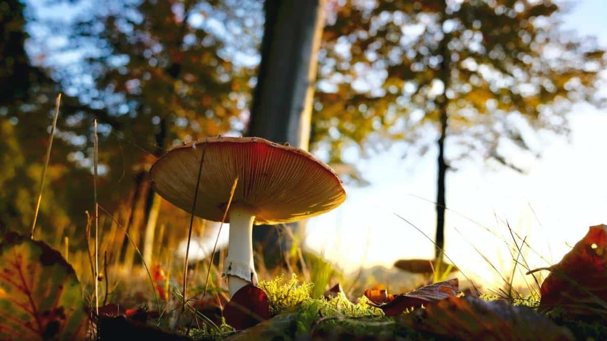 Foto macro com luz solar em um cogumelo