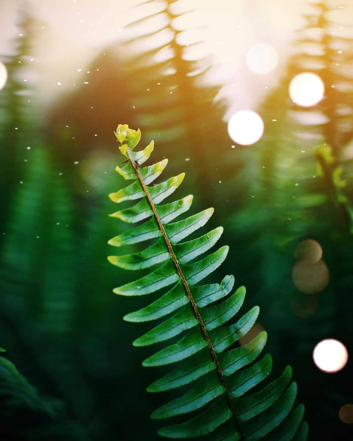 green leaves