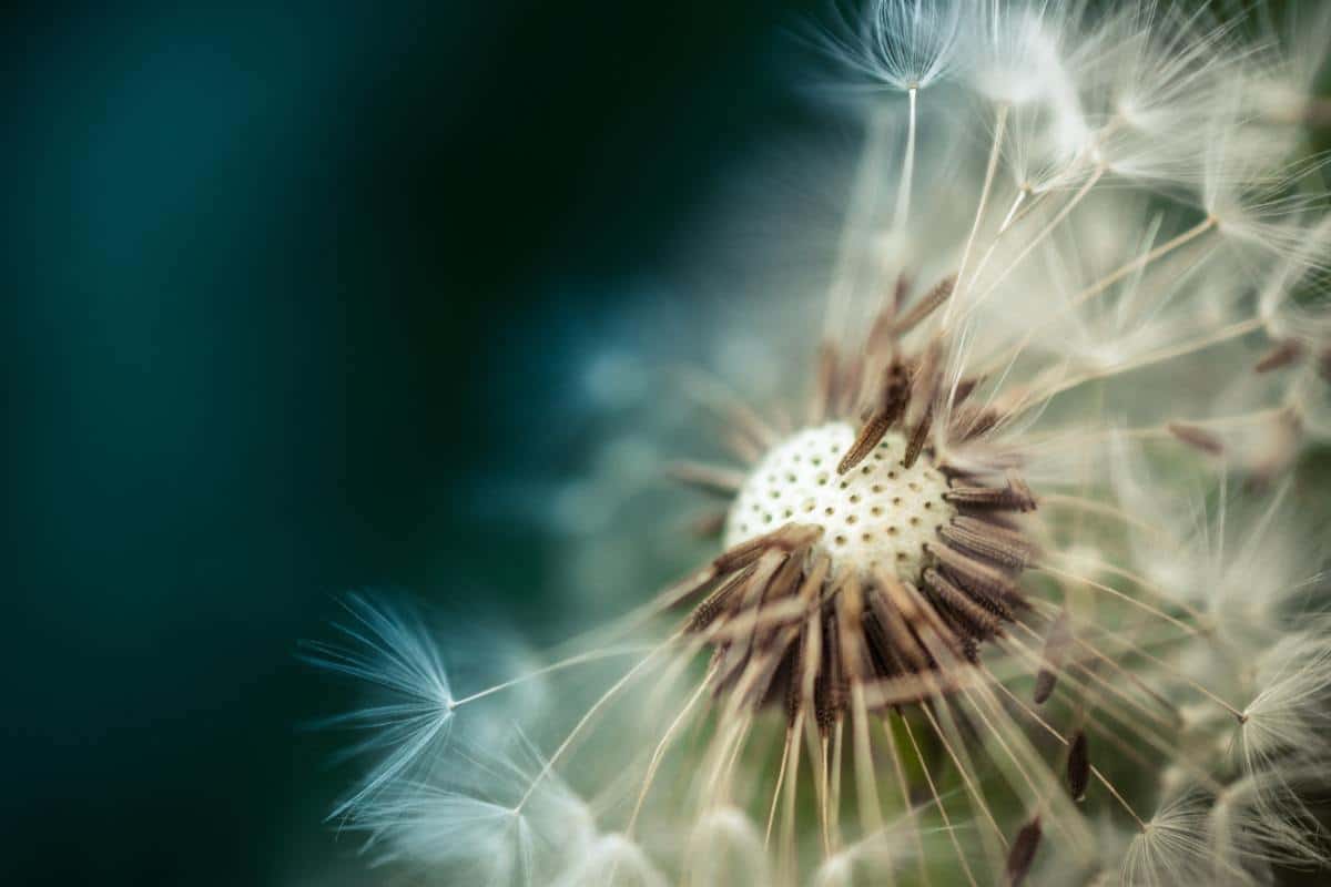 Foto macro de sementes de dente-de-leão