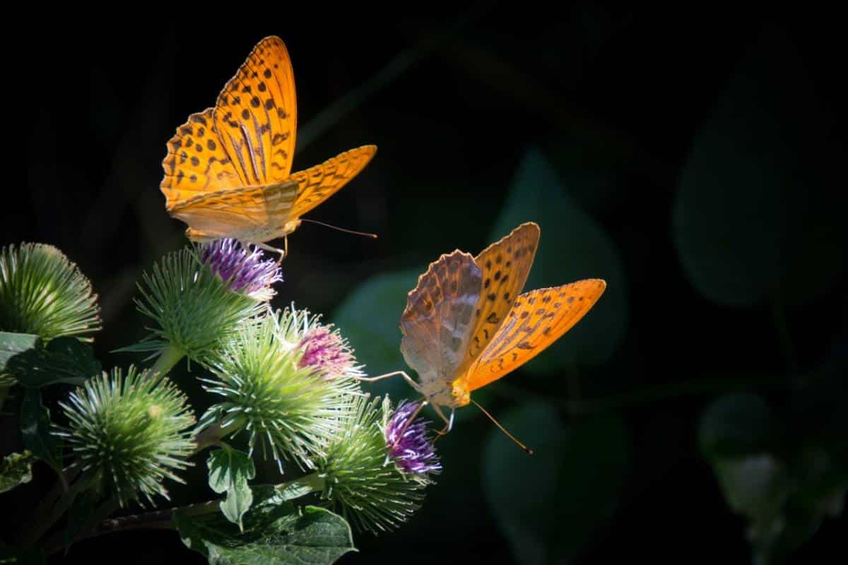 macrofotografía de dos mariposas naranjas