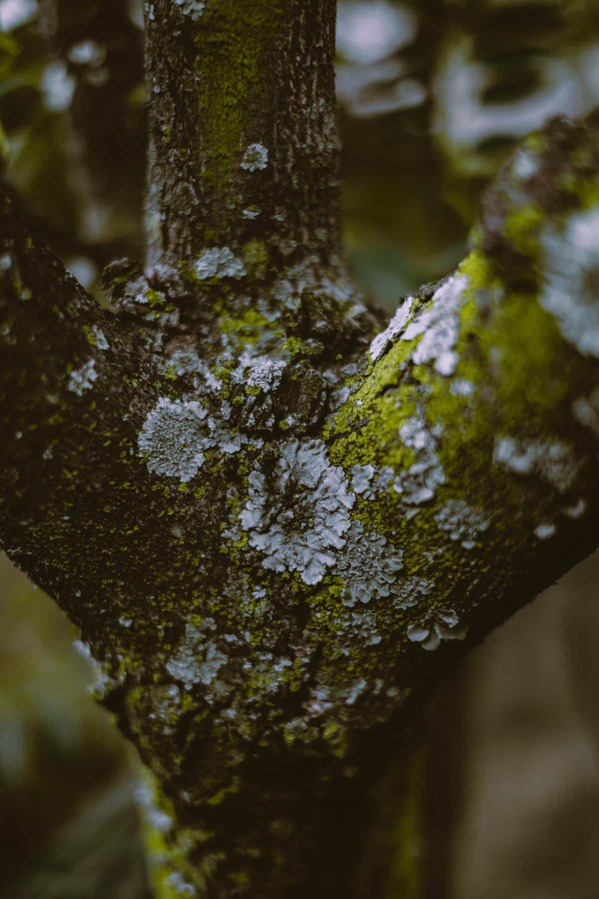 close up of moss on a tree