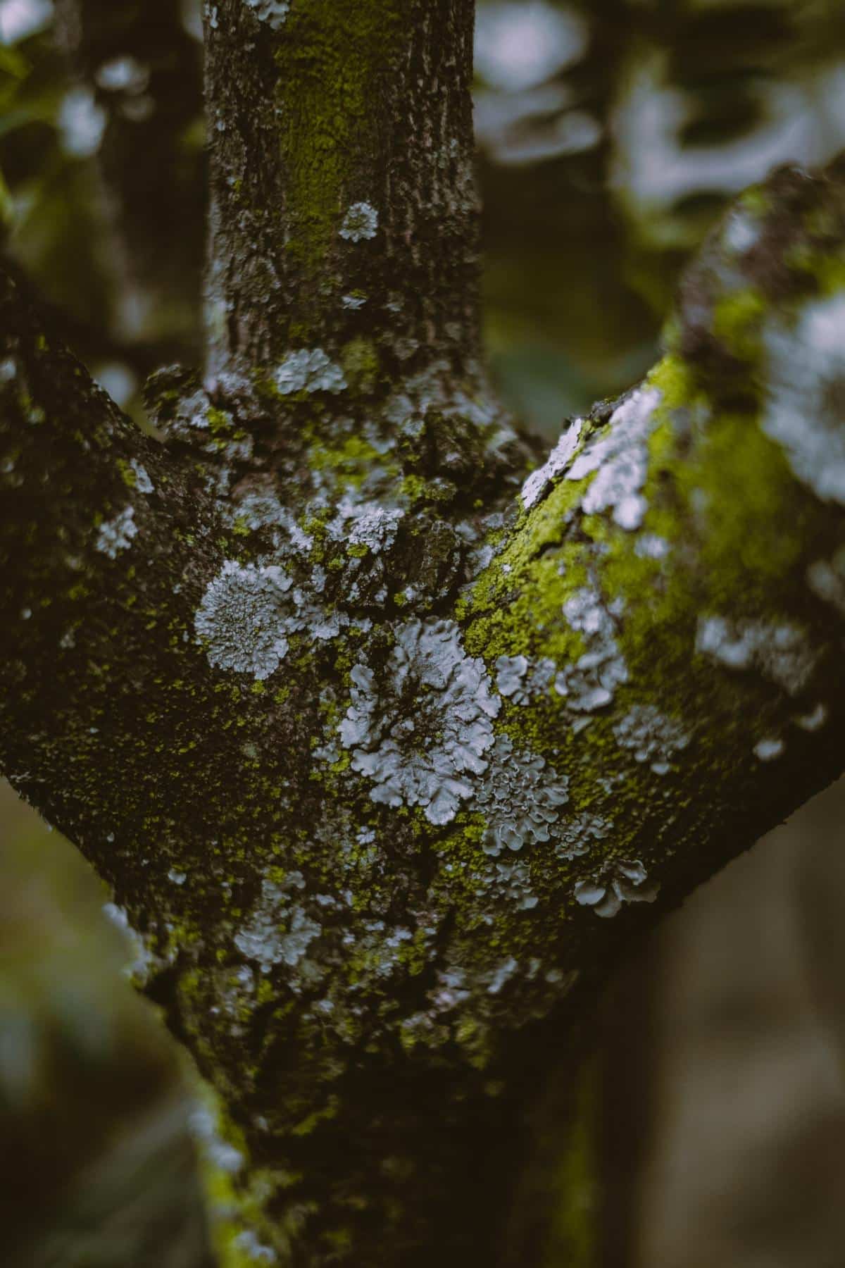 primer plano de musgo en un árbol