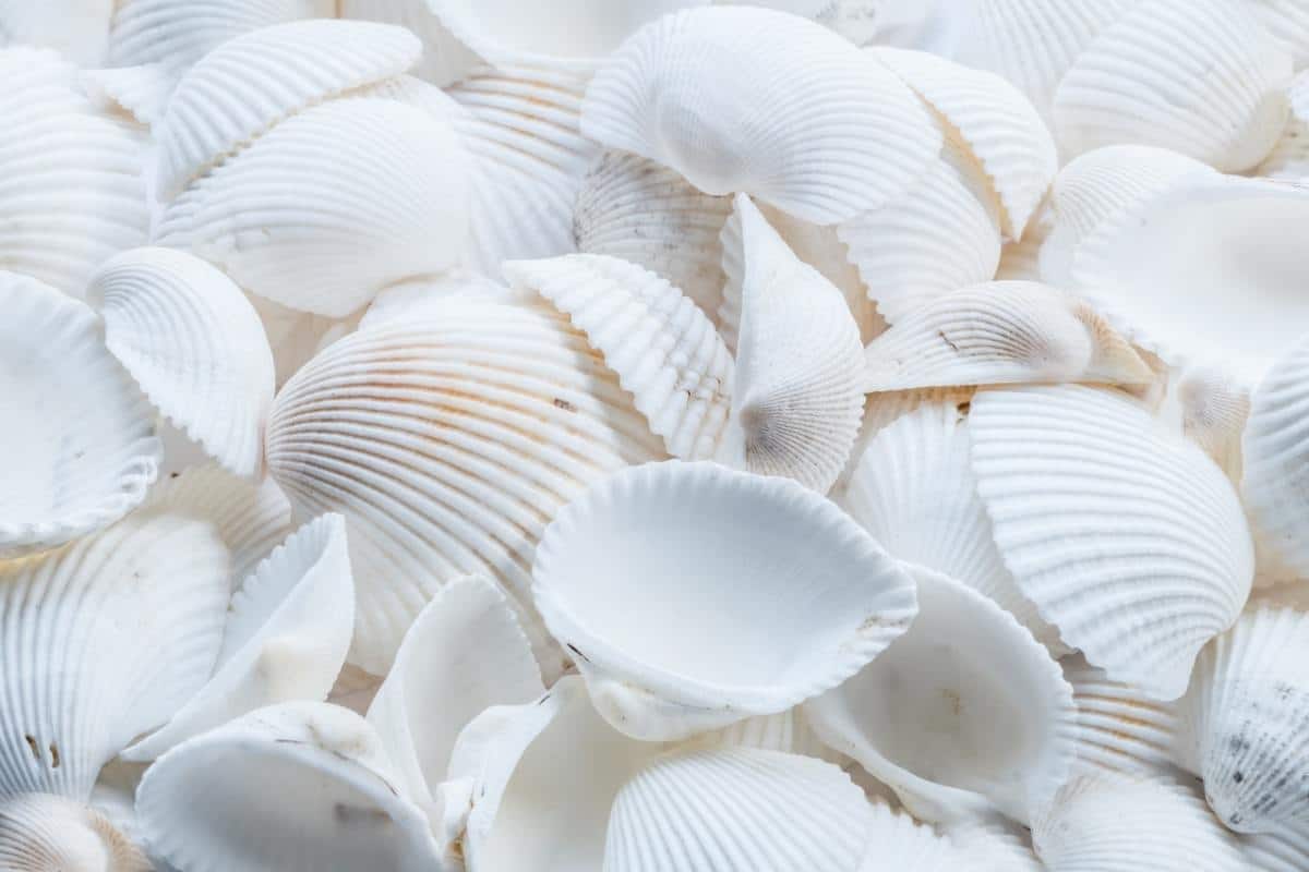 macro shot of white shells 
