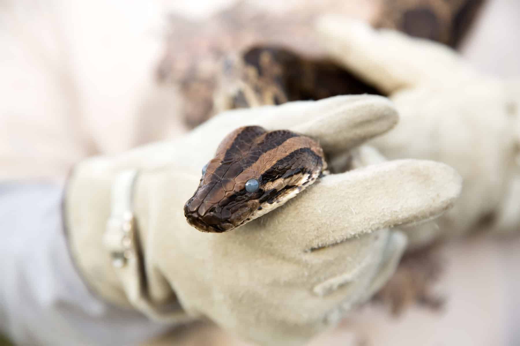 Dylan Johnston : Série de photographies des chasseurs de pythons de Floride