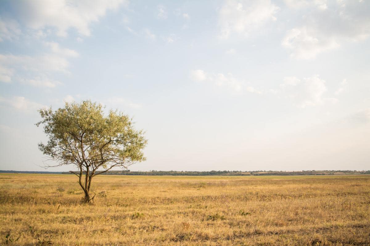 Árbol en un campo vacío