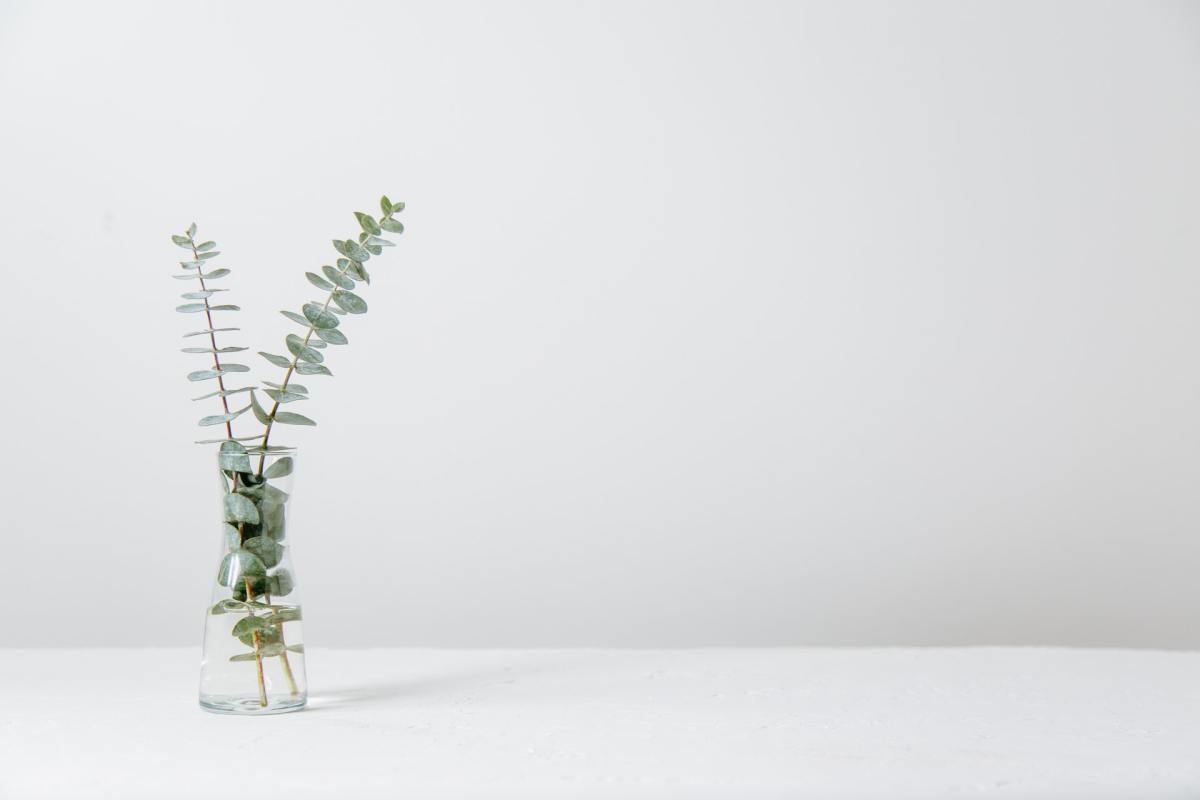 Plant in vase on white background 
