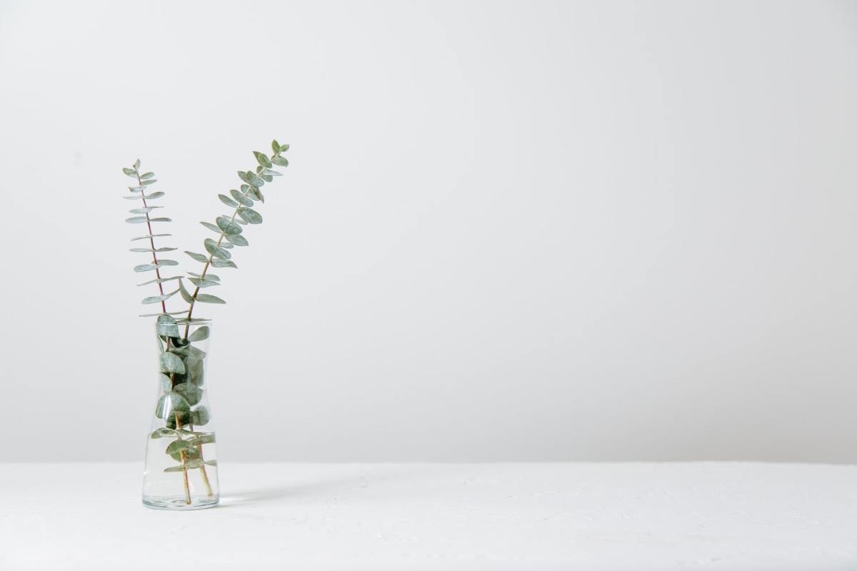 Planta em vaso sobre fundo branco 