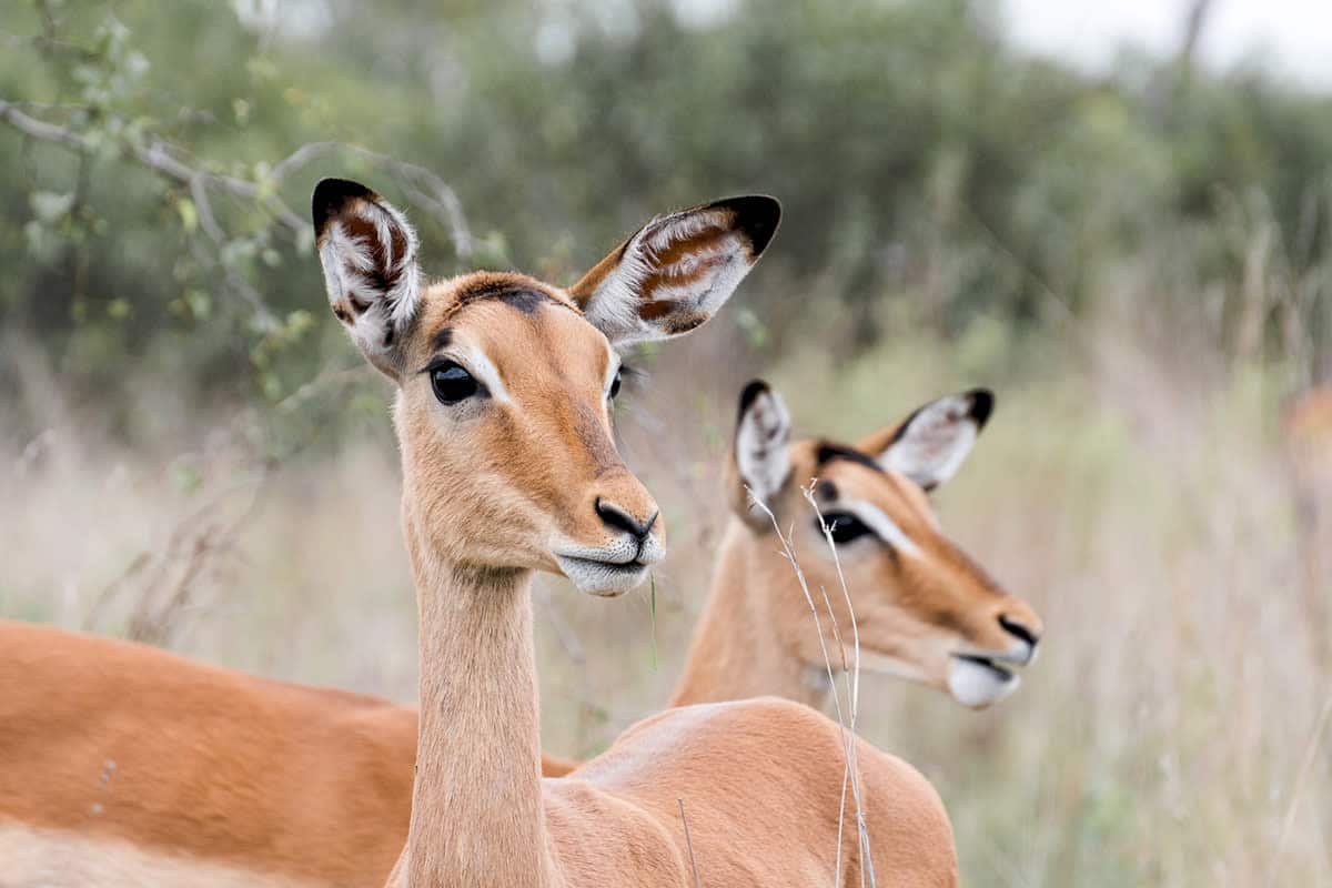 tipos_de_fotografía_fotografía_de_vida_silvestre