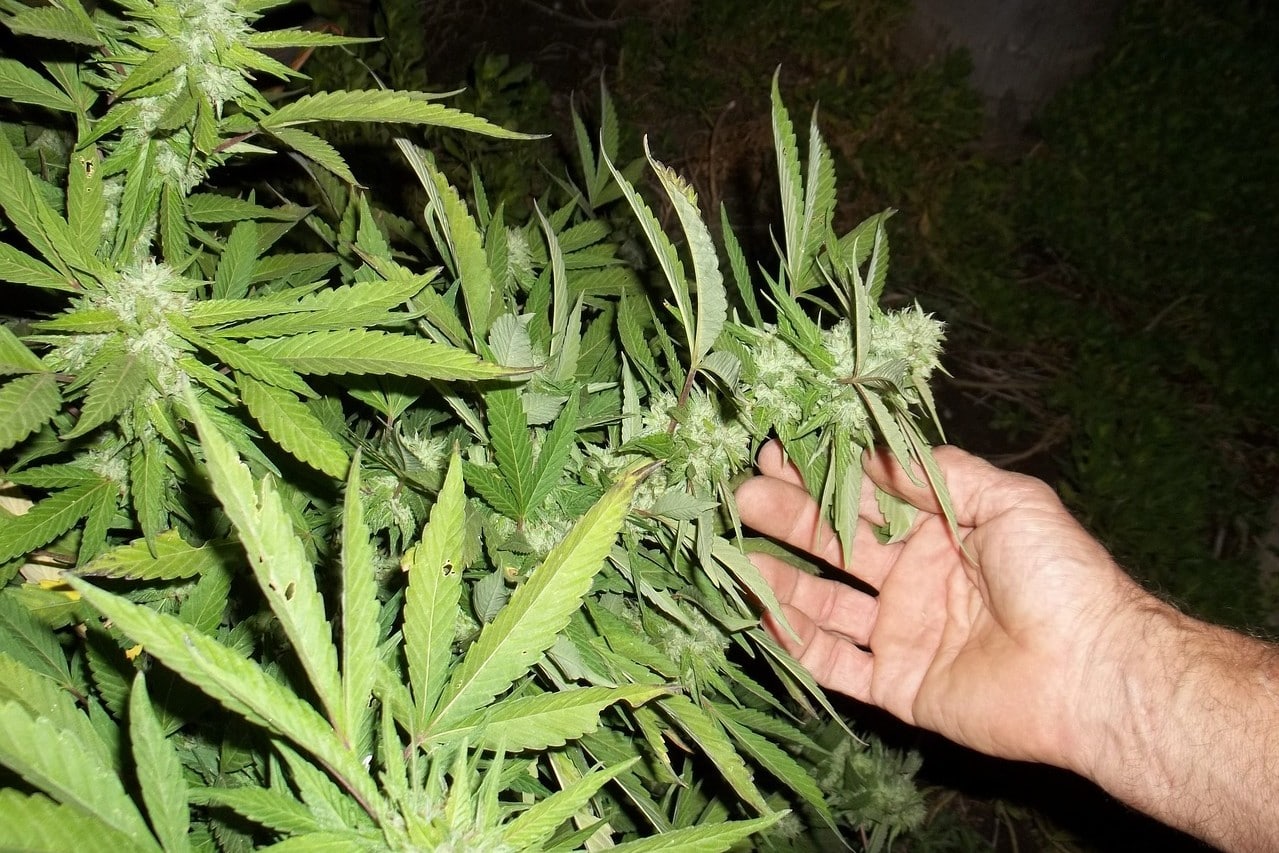 Marijuana Pictures: Is It Legal to Take ‘Weed Porn’ Pics?