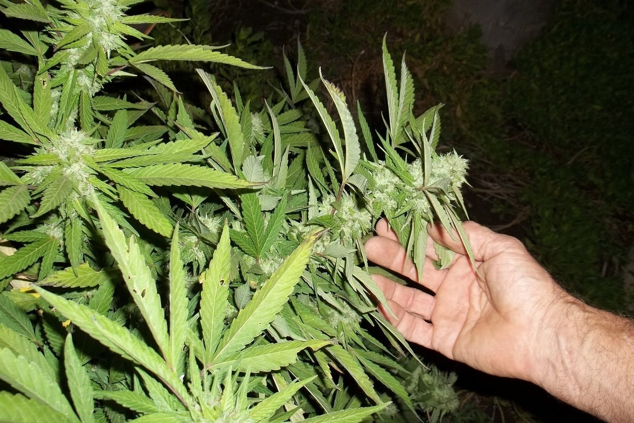 marihuana fotos fotografía legal