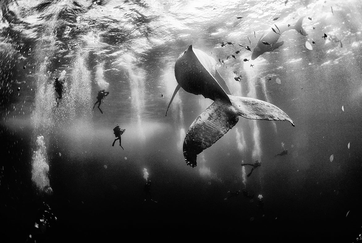 whalewhisperers