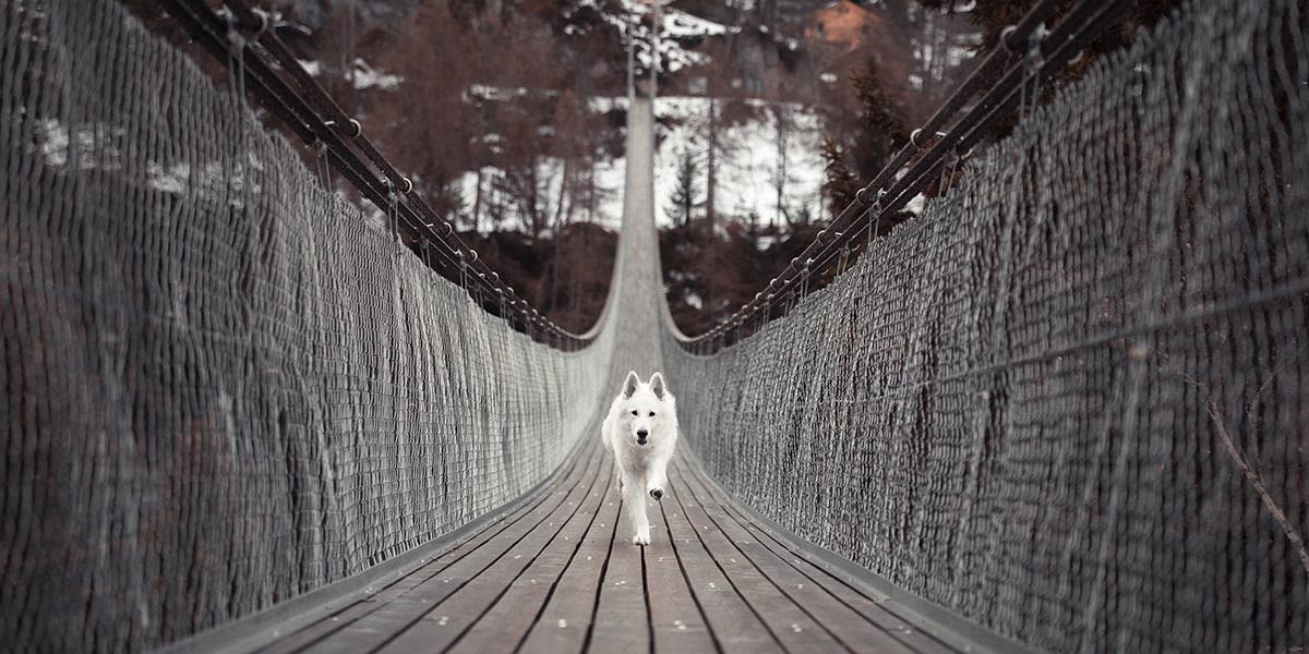 cão branco na ponte que lidera as linhas